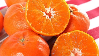 제주도 천혜향 🍊 특가 할인! 놓치지 마세요!